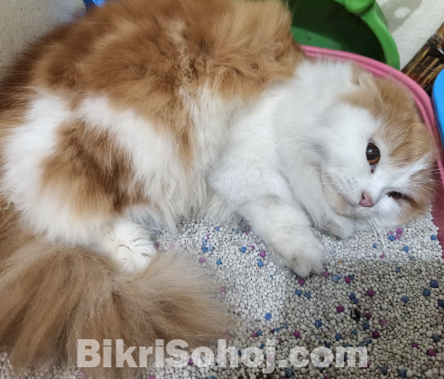 পার্শিয়ান  বিড়াল